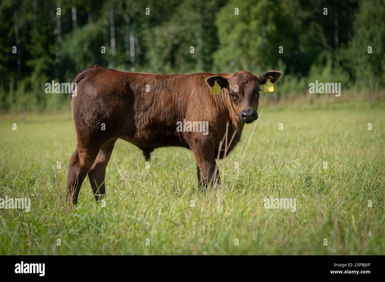 Black angus calf standing in grass on summer day Stock Photo - Alamy