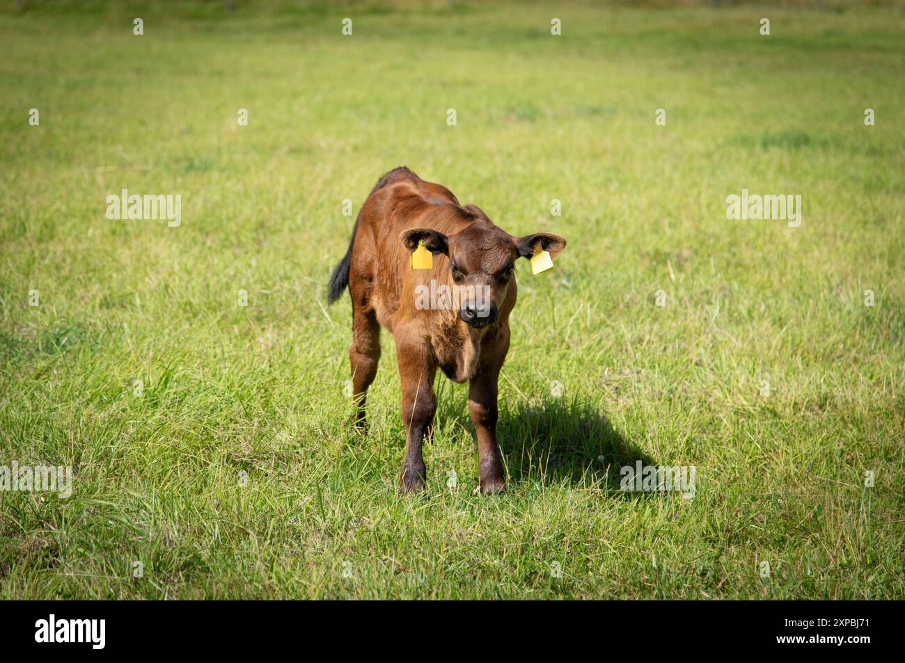 Black angus calf standing in grass on summer day Stock Photo - Alamy