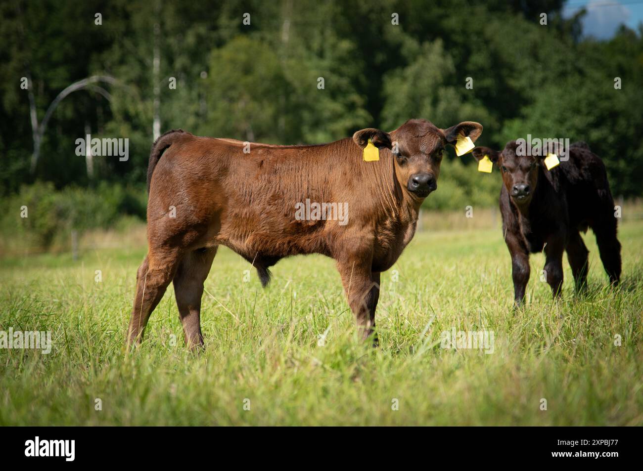 Black angus calf standing in grass on summer day Stock Photo - Alamy