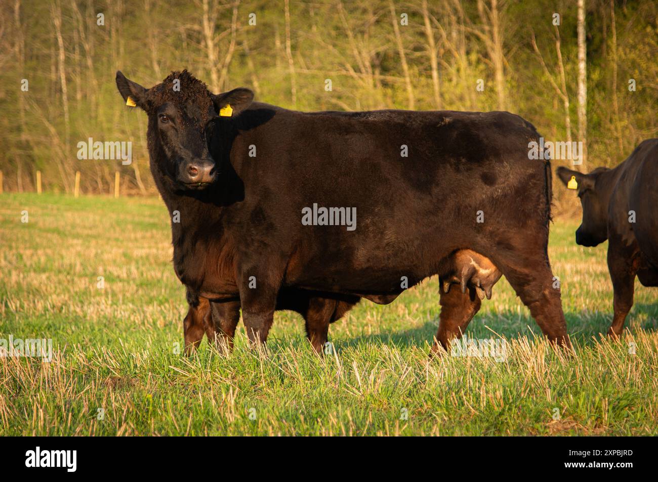 Black angus cow standing on summer day on field of grass Stock Photo ...