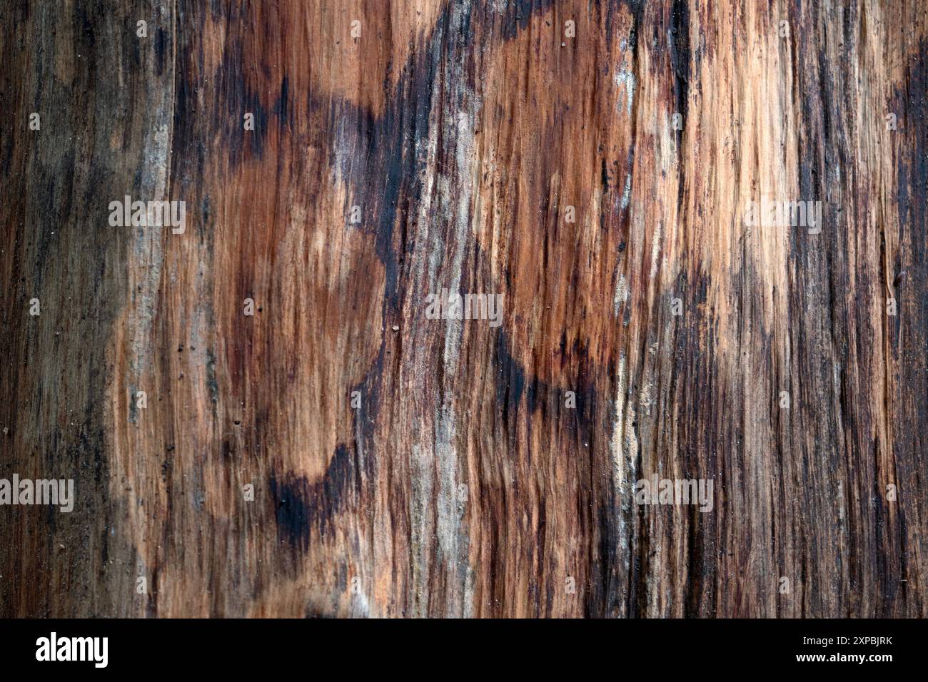 Close up wood texture for Background Stock Photo - Alamy