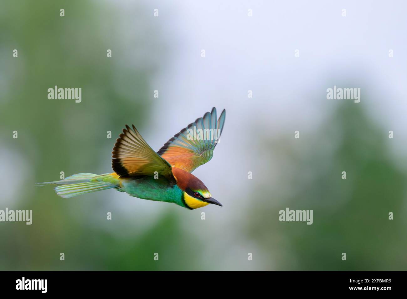 European bee-eater in flight Stock Photo