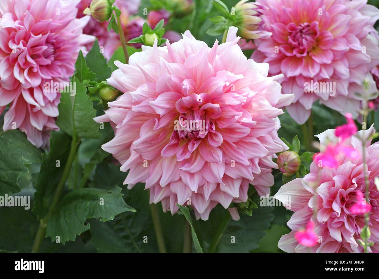 Pink dinner plate dahlia ‘Otto’s Thrill’ in flower Stock Photo - Alamy