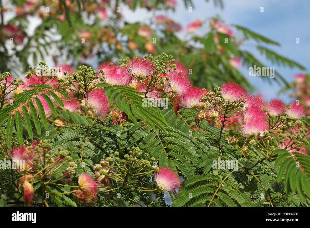 Pink and white bottlebrush Albizia julibrissin, the Persian silk tree, pink silk tree, or mimosa tree in flower. Stock Photo