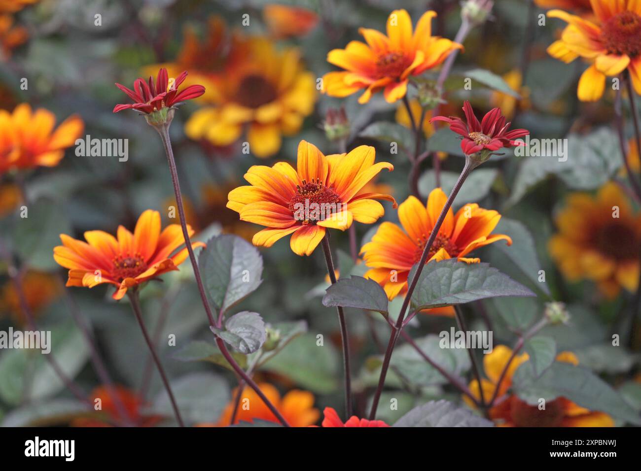 Red, orange and yellow Heliopsis helianthoides, also known as North American Ox Eye daisy ‘Bleeding Hearts’ in flower. Stock Photo