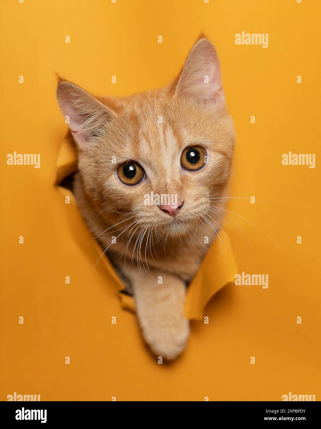 Cute Kitten Stock Photo