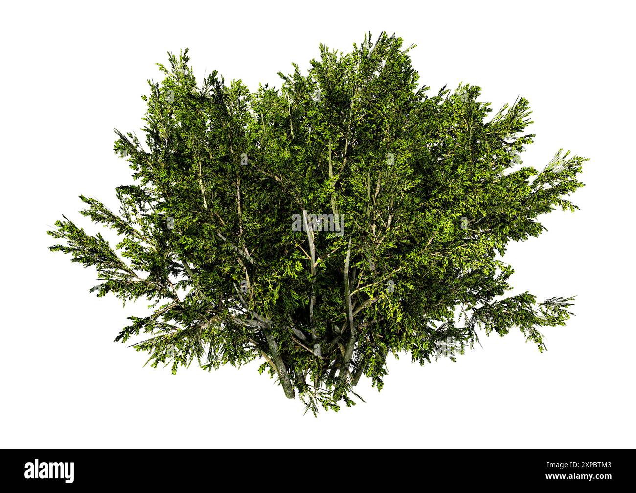Creosote plant Cut Out Stock Images & Pictures - Alamy