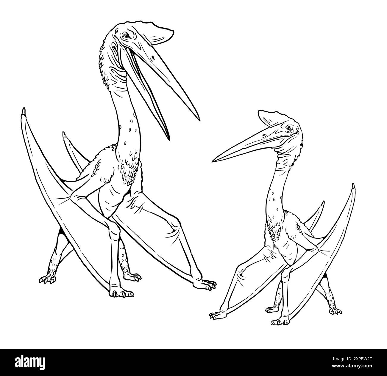 Family of Pterosaurs - Quetzalcoatlus. Dinosaur illustration to color in. Stock Photo