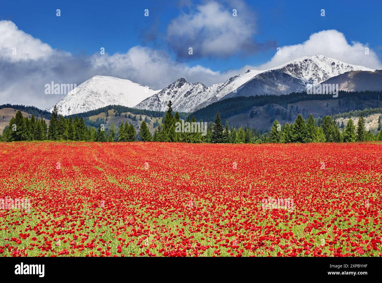 Landscape with snowy mountains, forest and blossoming field with poppies Stock Photo