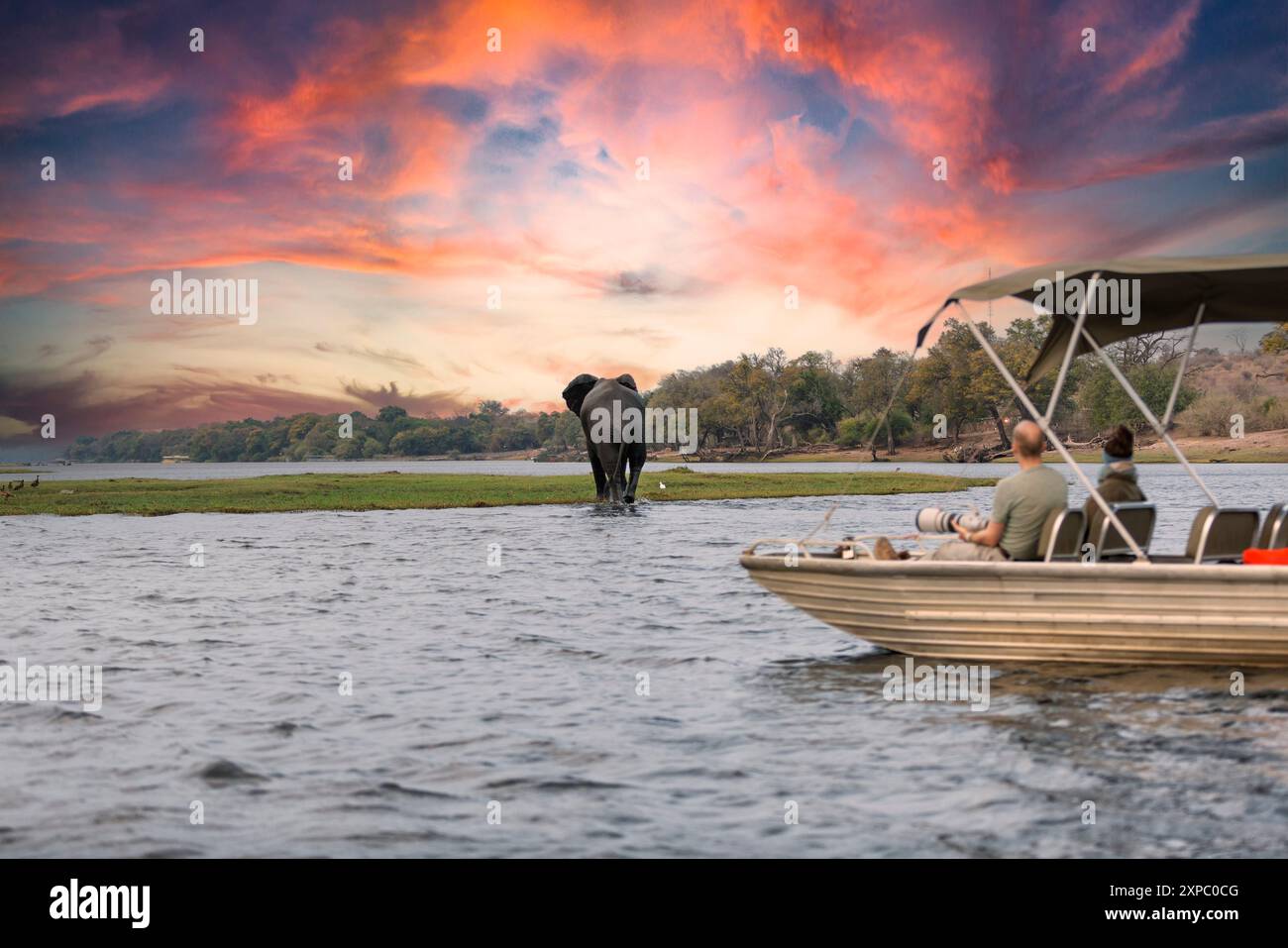 Chobe National Park, Botswana : Tourists in a boat observe elephants along the riverside of Chobe River in Chobe National Park, Botswana. Stock Photo