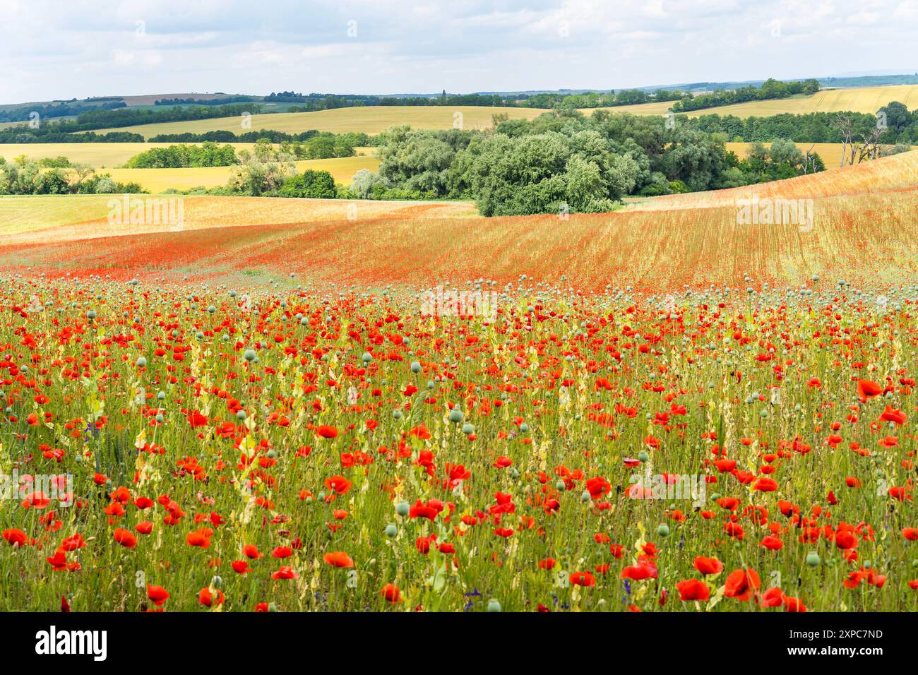 Field poppy flower hi-res stock photography and images - Alamy