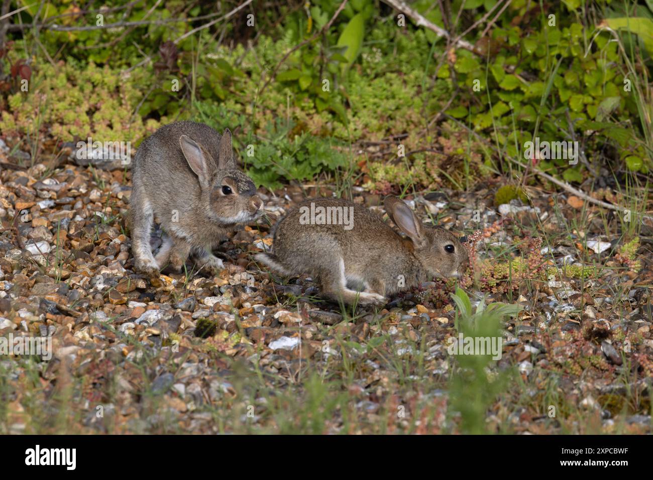 Chase rabbit hi-res stock photography and images - Page 2 - Alamy, image size:1300x957
