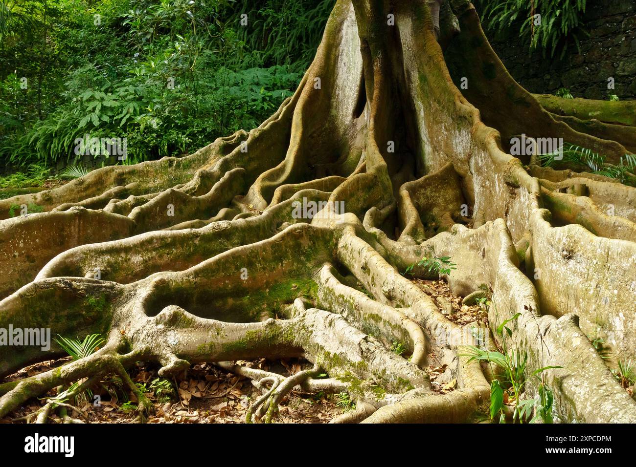 Arvore da borracha australiana hi-res stock photography and images - Alamy