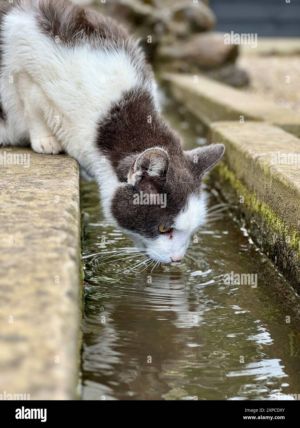View of Thirsty grey white cat hi-res stock photography and images - Alamy