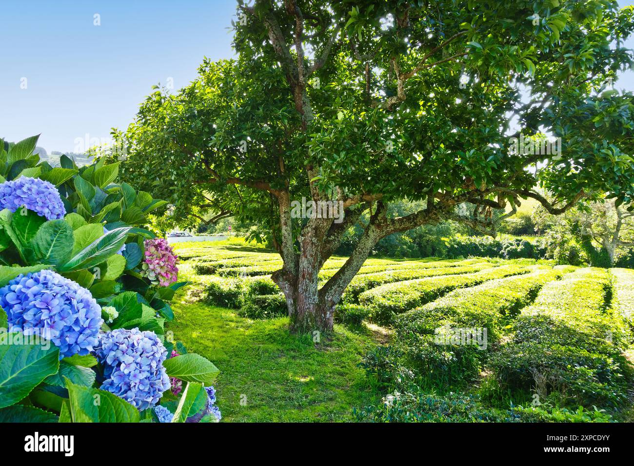 Azores Tea Field of Cha Gorreana tea plantation and factory on Sao Miguel island ...