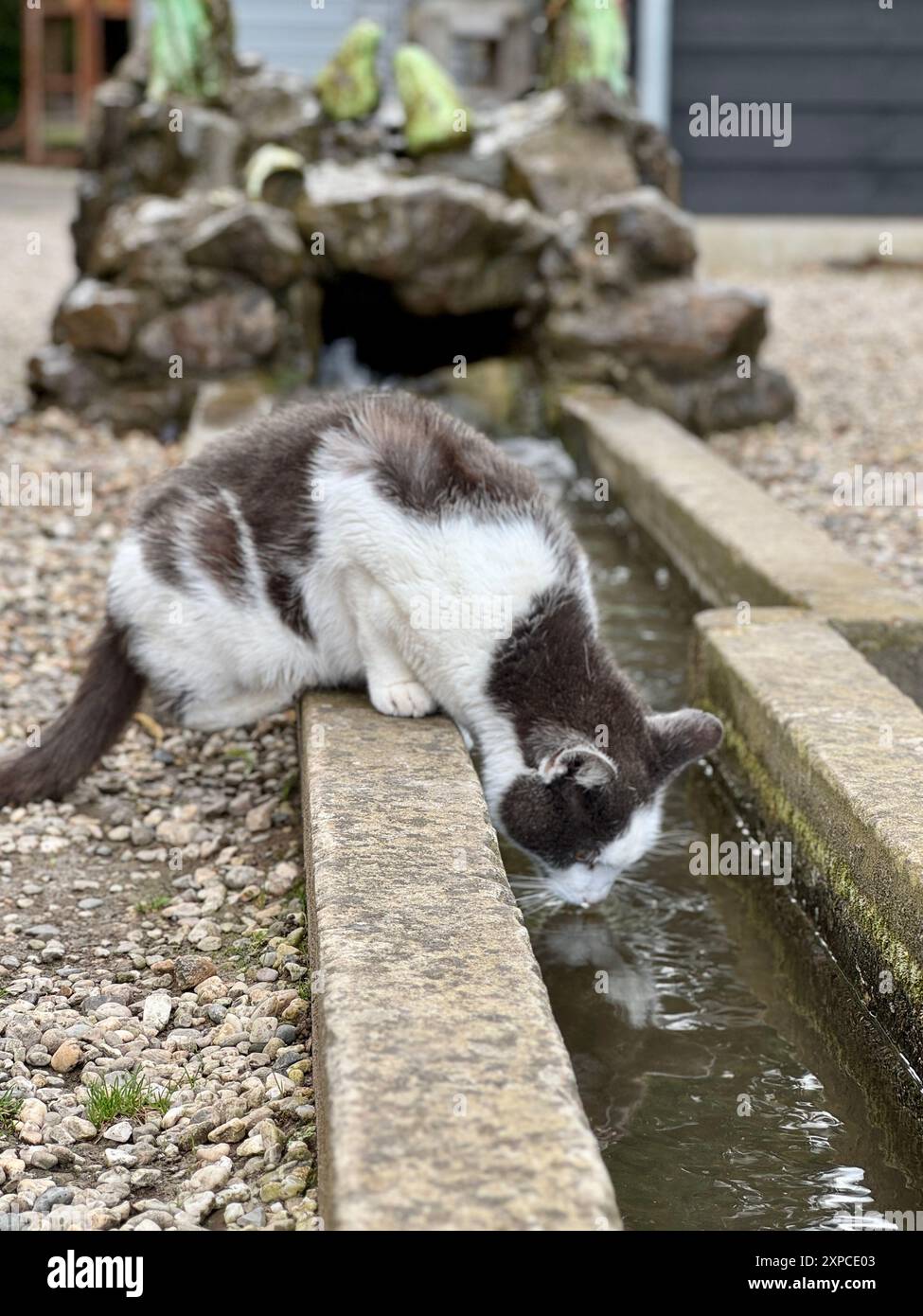 Image showcasing A thirsty grey and white cat drinks from a small stream in a garden ...