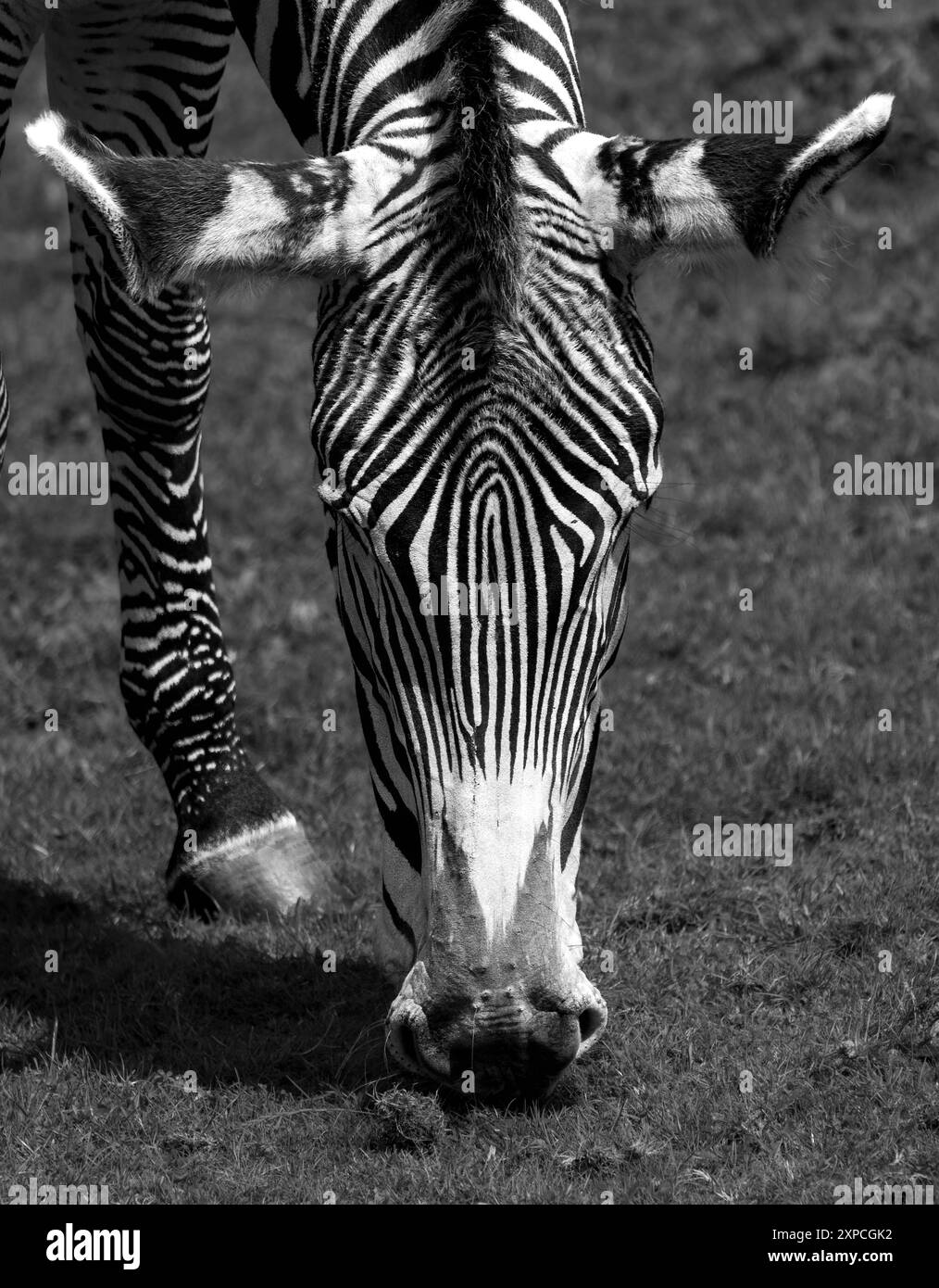 Veterinary enclosure Black and White Stock Photos &amp; Images - Alamy