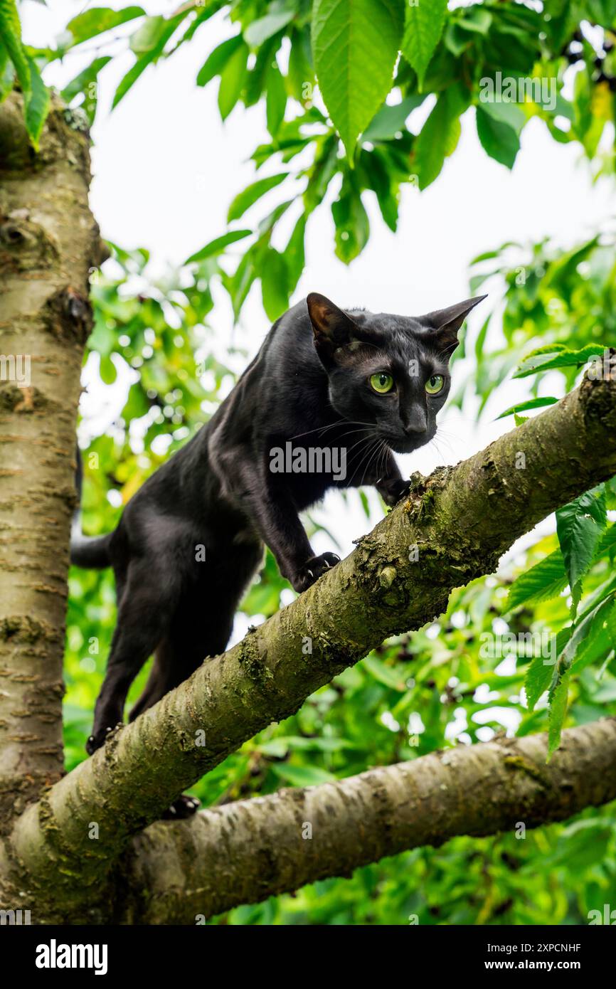 Black cat on the tree Stock Photo