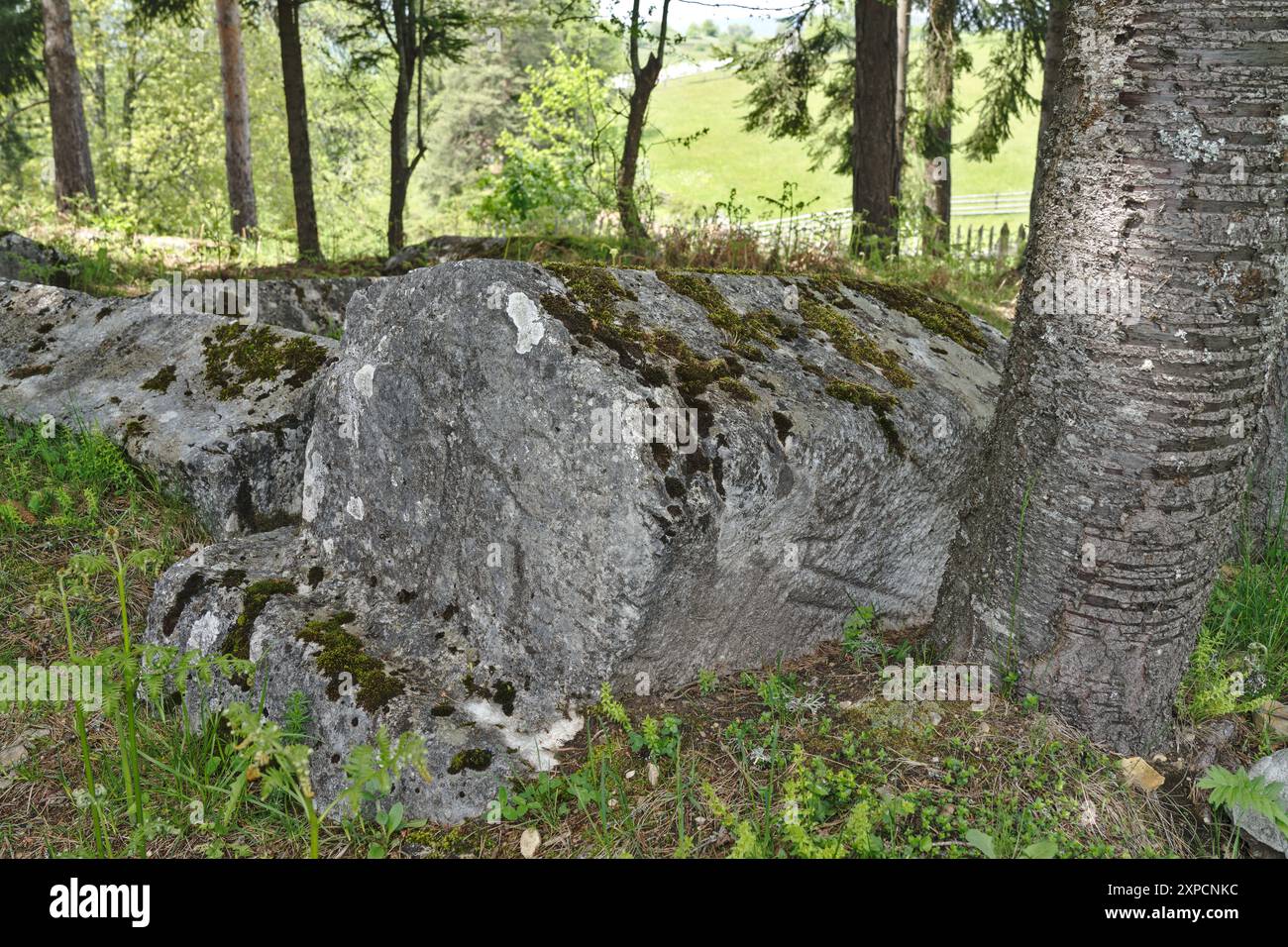 Musići, Olovo, Bosnia and Herzegovina – May 2023: Medieval Stećak tombstone/s on the necropolis „Mramor“. The site is inscribed on the World Heritage Stock Photo