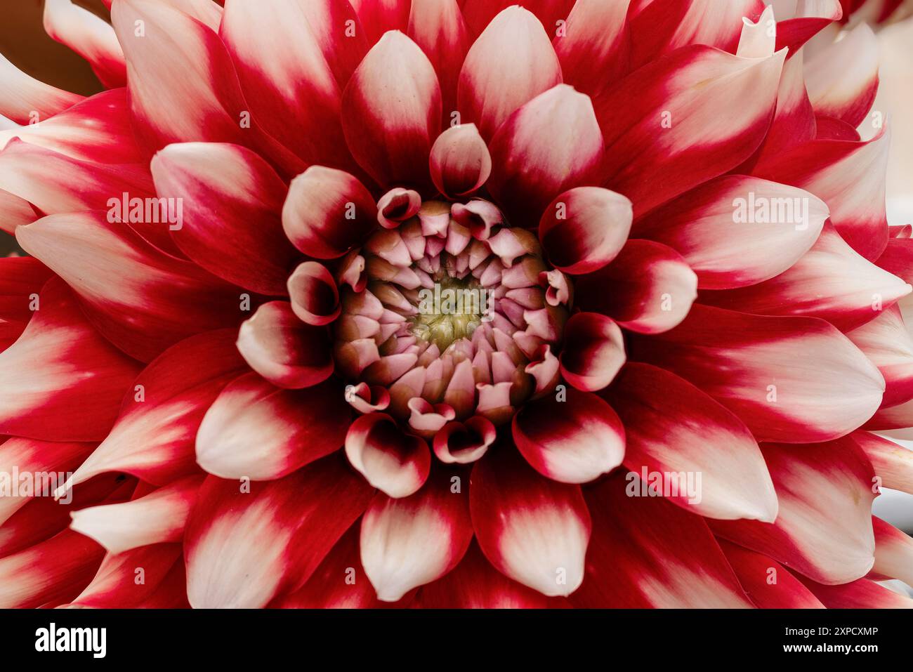 Dahlia flower Stock Photo