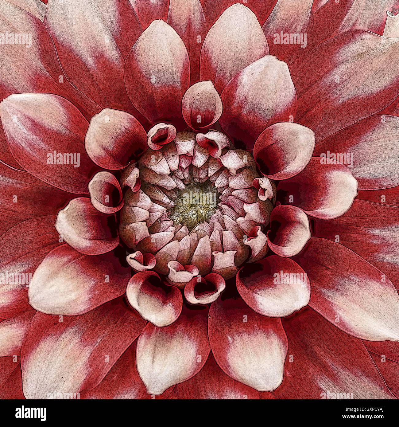 Dahlia flower Stock Photo