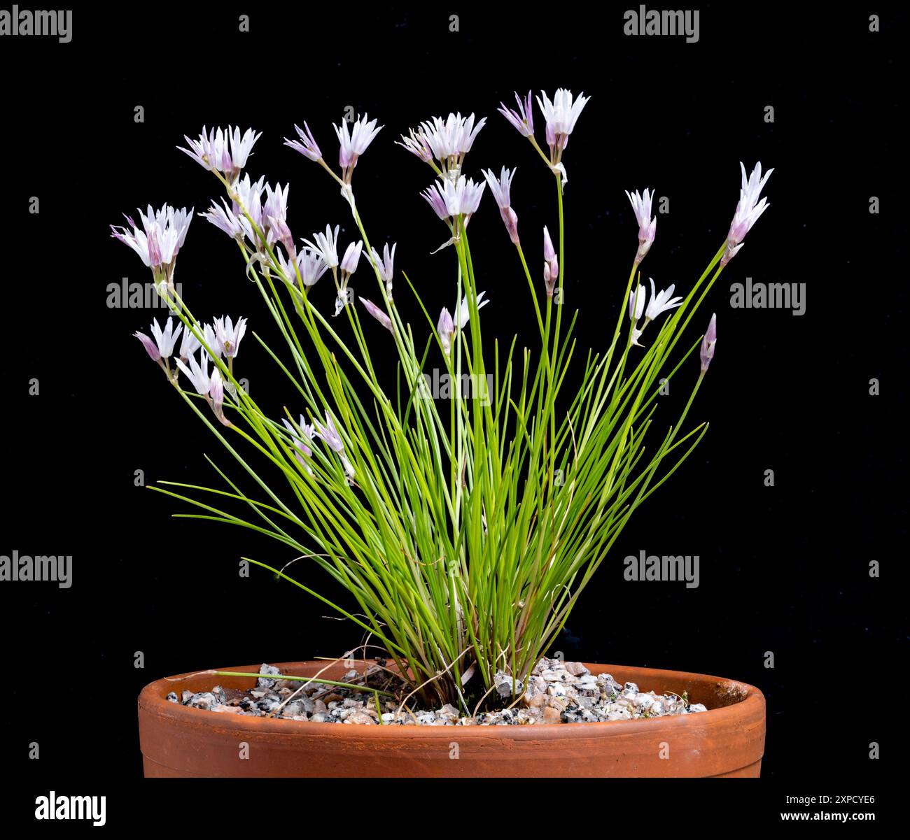Allium mairei in flower and growing in a small pot. Stock Photo