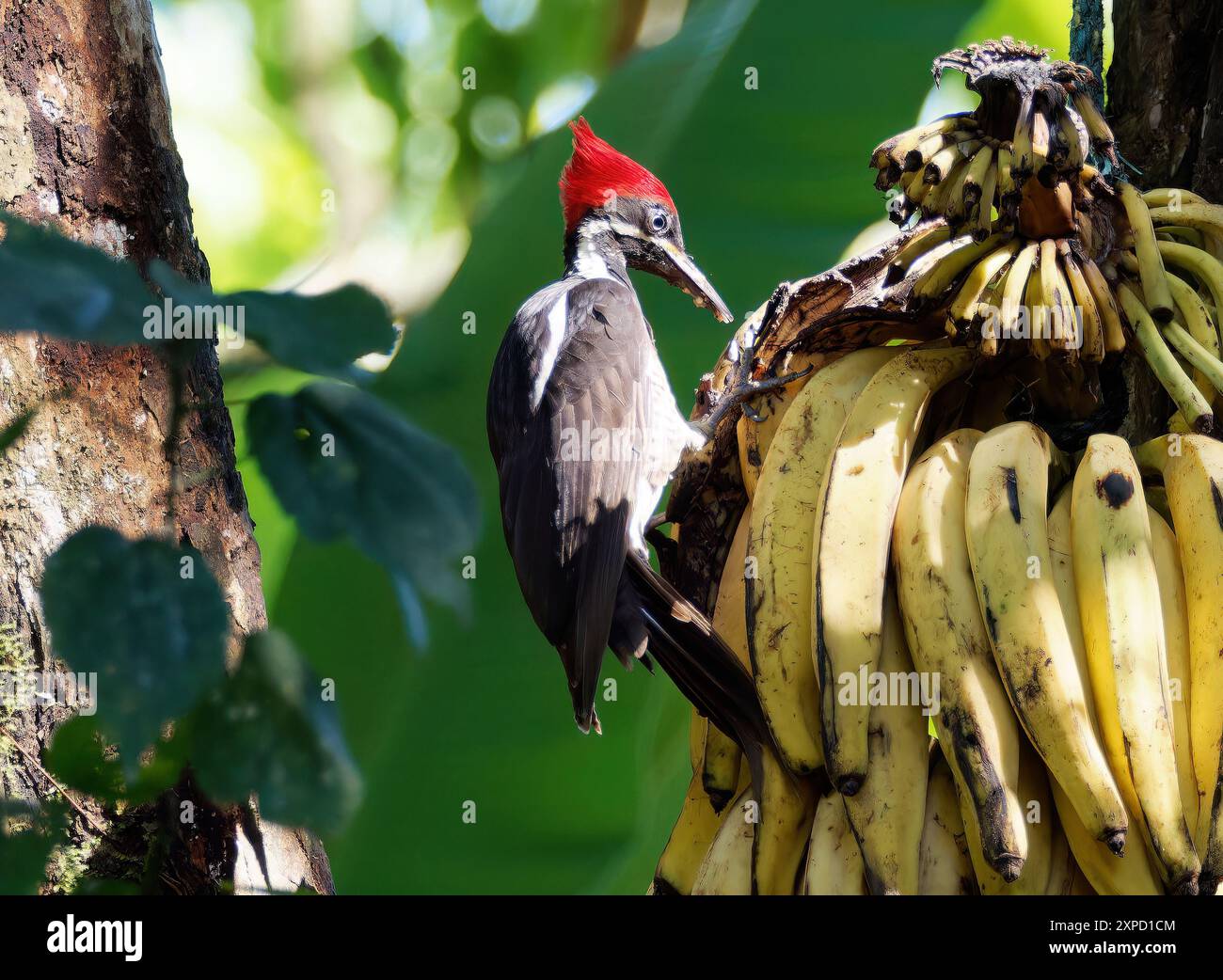 Lineated woodpecker, Linienspecht, Pic ouentou, Dryocopus lineatus ...