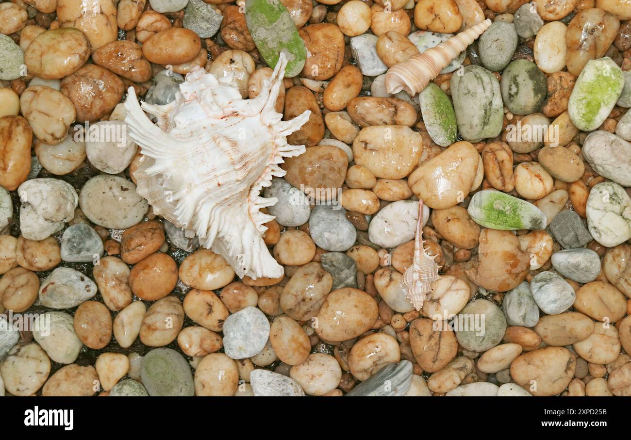 Natural Ramose Murex shell with Another Tiny Seashells Scattered on the ...