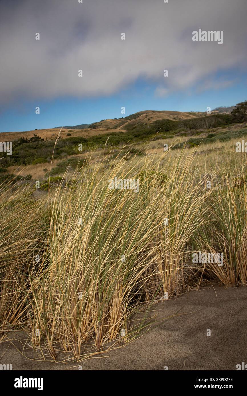 Limontour Beach along Point Reyes National Seashore in Marin County features a wide sandy beach, dunes, and a scenic Pacific Ocean view. - Stock Image