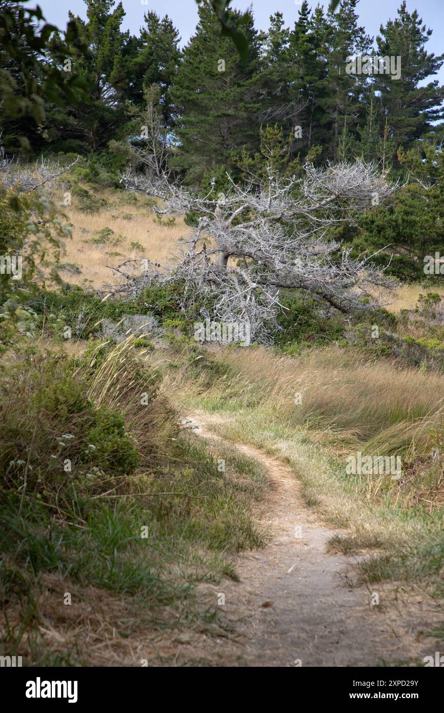 Limontour Beach along Point Reyes National Seashore in Marin County features a wide sandy beach, dunes, and a scenic Pacific Ocean view. - Stock Image