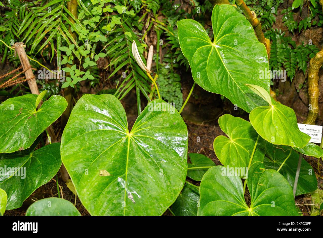 anthurium magnificum x besseae Anthurium Magnificum x Besseae main image 0