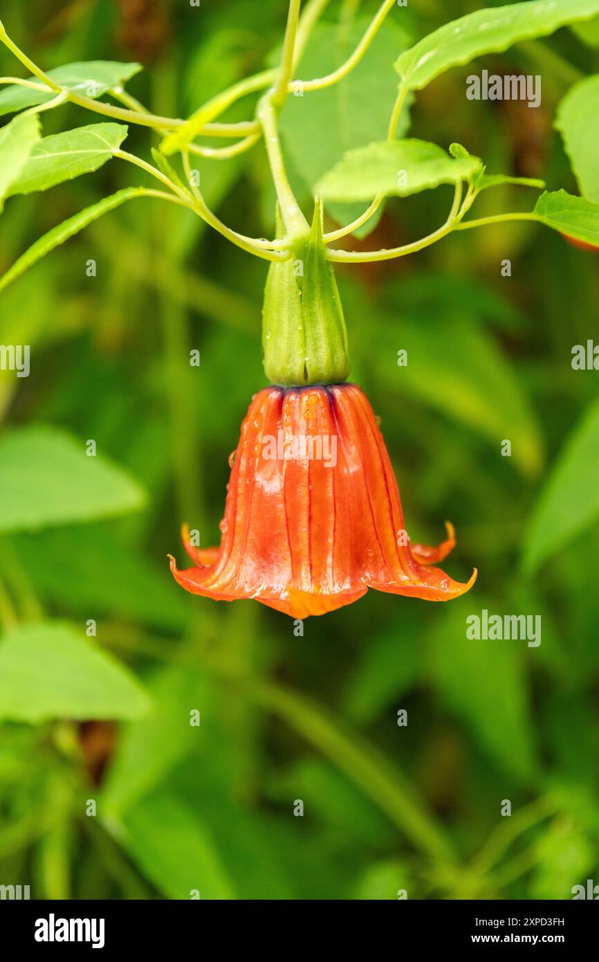 Zurich, Switzerland, January 5, 2024 Canarina Canariensis or canary island bell flower at the botanical garden Stock Photo