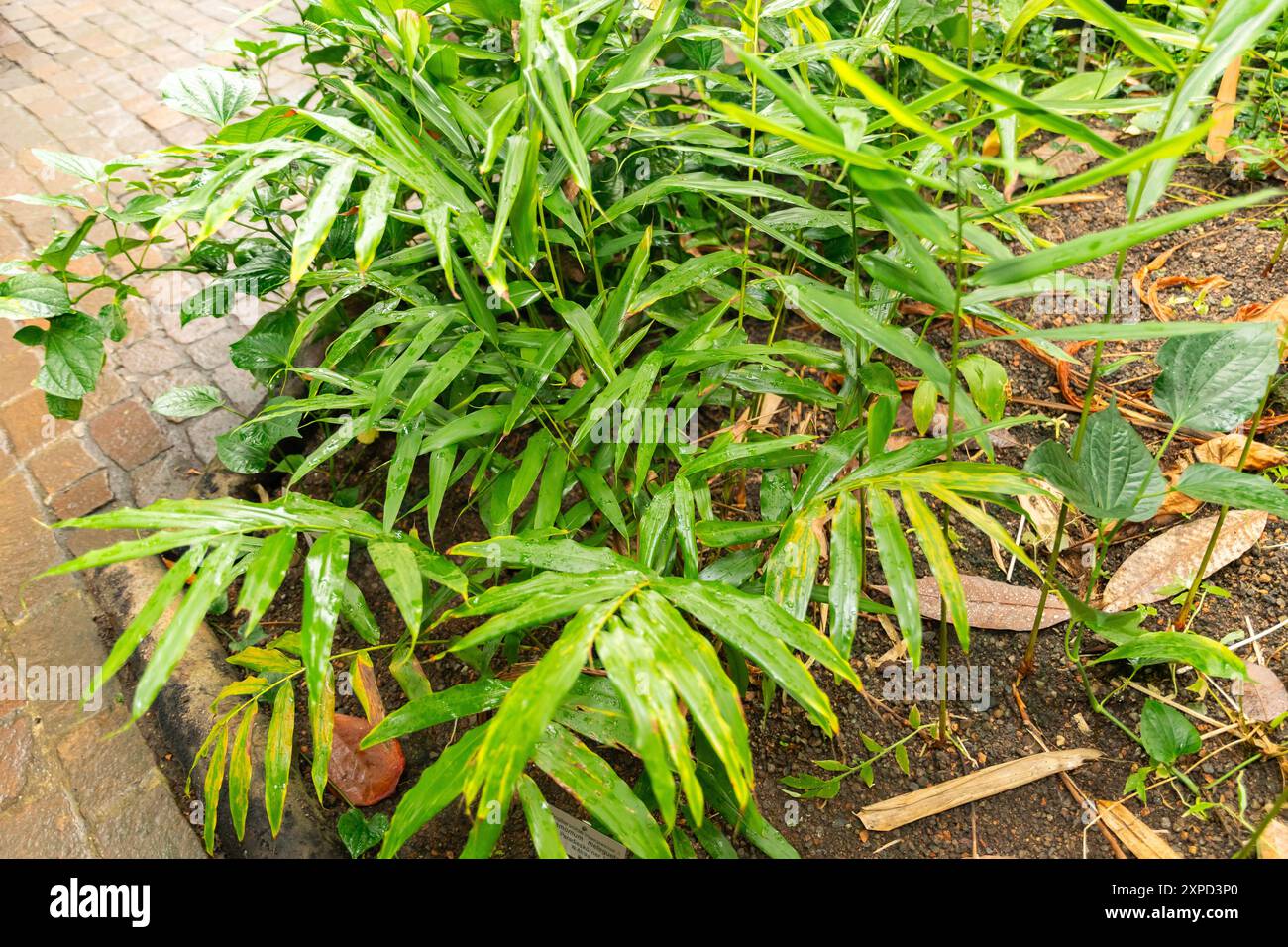 Zurich, Switzerland, January 5, 2024 Aframumum Melegueta or grains of paradise  plant at the botanical garden Stock Photo - Alamy