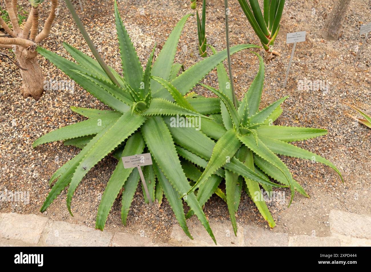 Aloe secundiflora hi-res stock photography and images - Alamy
