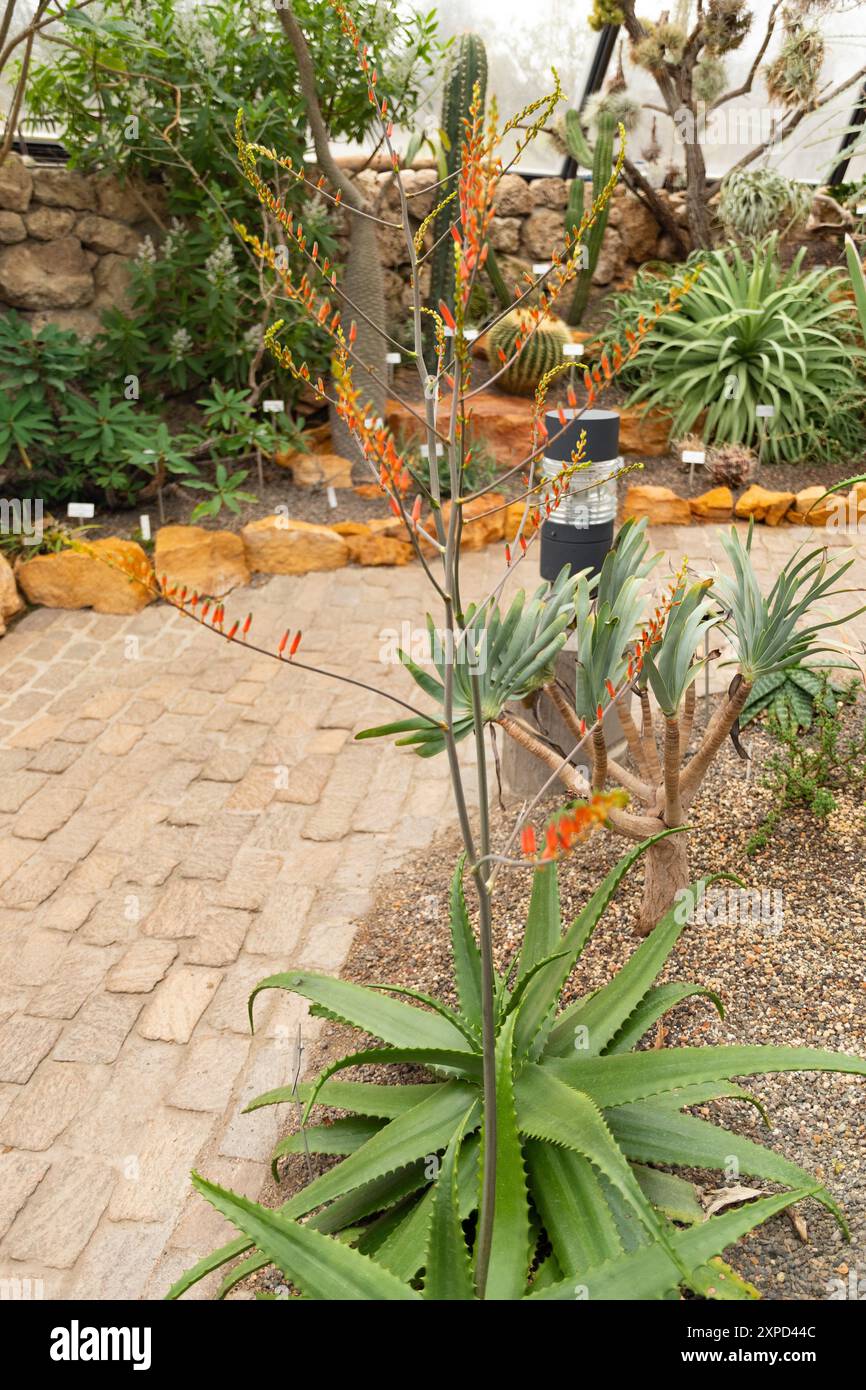 Aloe secundiflora hi-res stock photography and images - Alamy