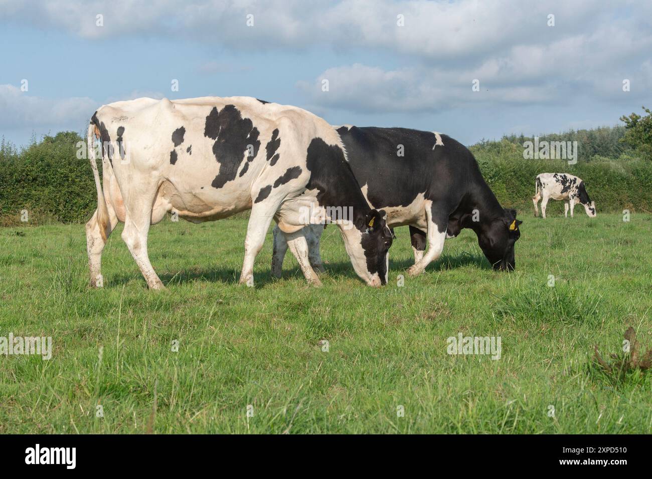 Holstein cows grazing in a field Stock Photo