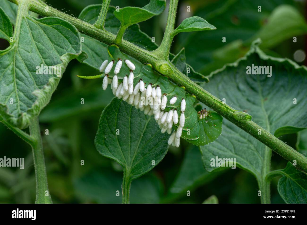 Hornworm larva covered with parasite cocoons Stock Photo - Alamy