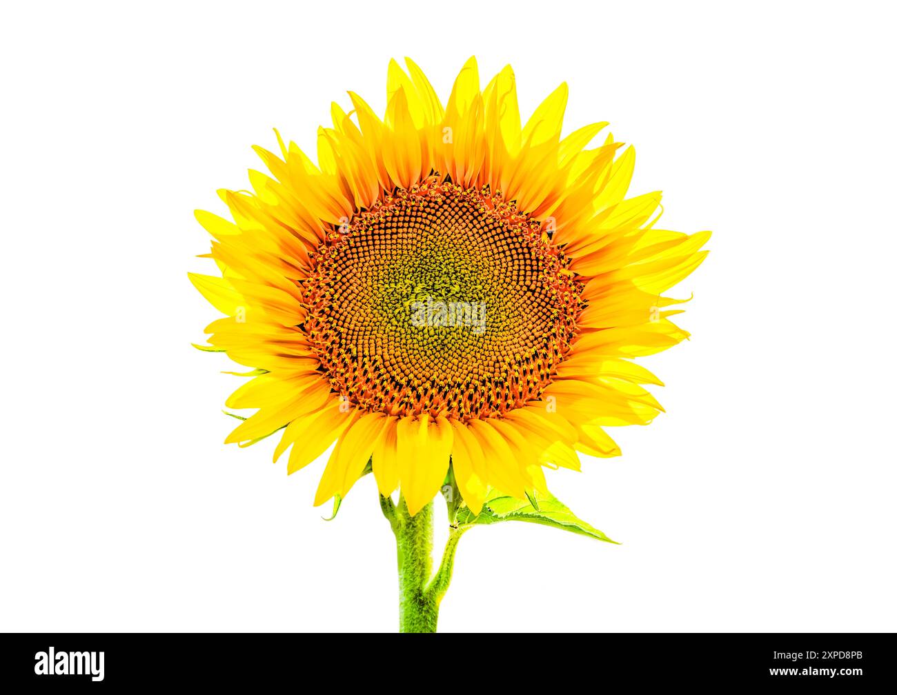 A sunflower flower isolated on white background Stock Photo - Alamy