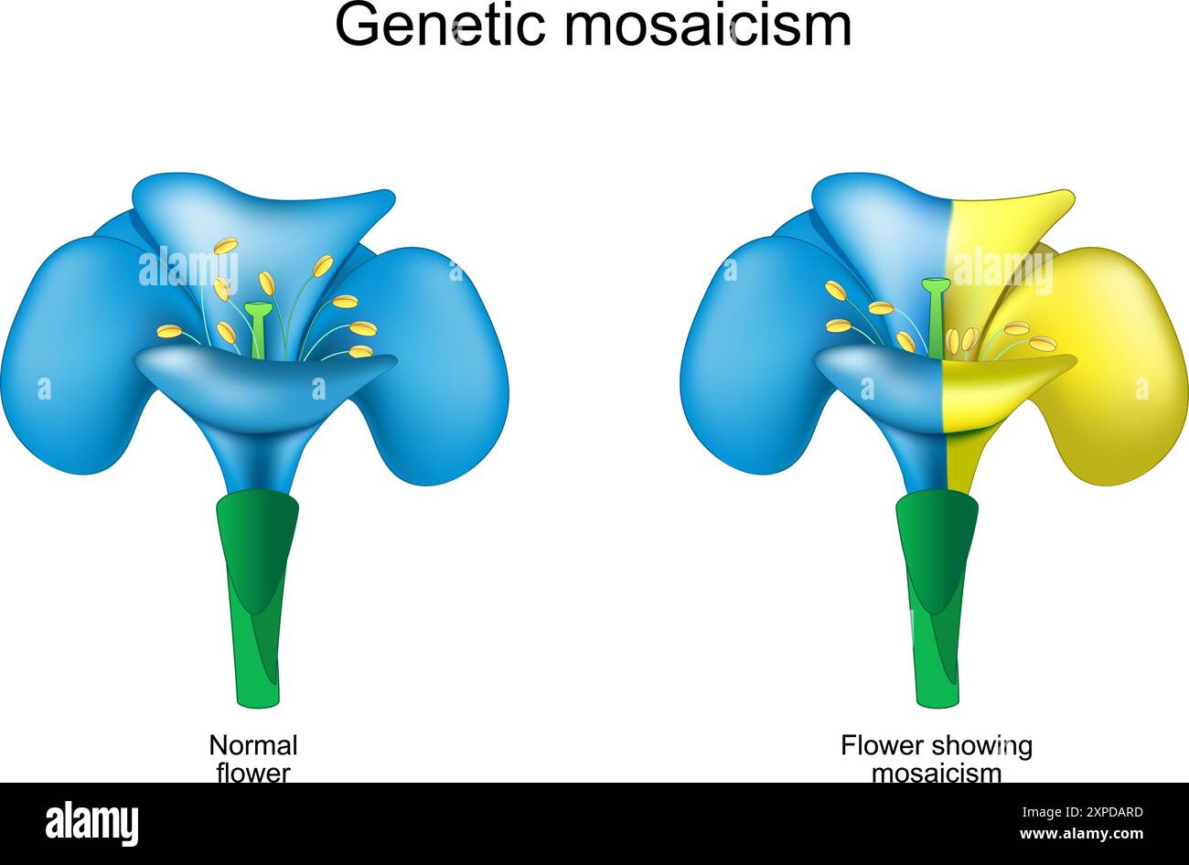 Flower mosaicism. Genetic mutation. Chimeric plants. Blue flower with ...