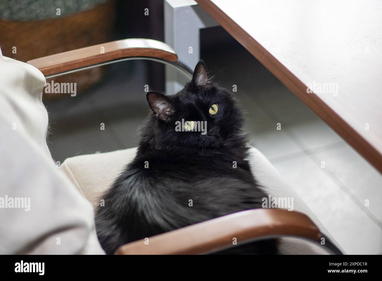 A sleek black cat with striking yellow eyes is comfortably sitting on a ...
