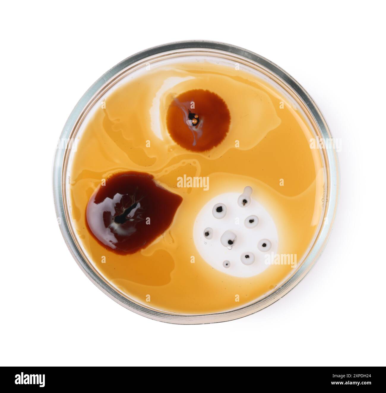 Petri dish with bacteria isolated on white, top view Stock Photo - Alamy