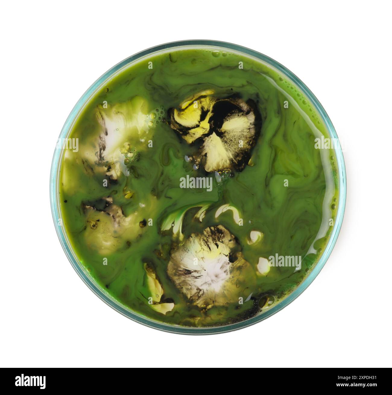 Petri dish with bacteria isolated on white, top view Stock Photo - Alamy