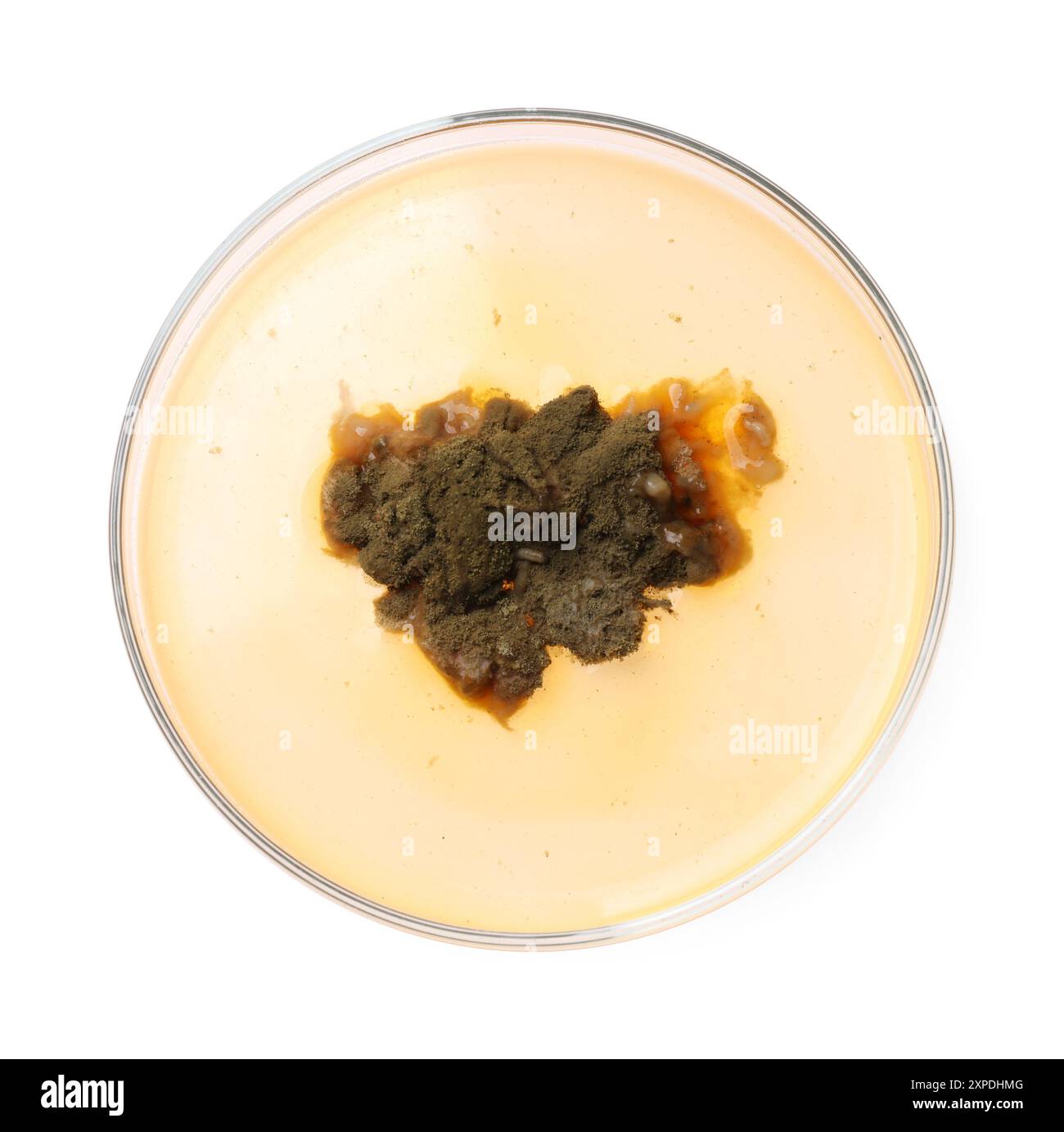 Petri dish with bacteria isolated on white, top view Stock Photo - Alamy