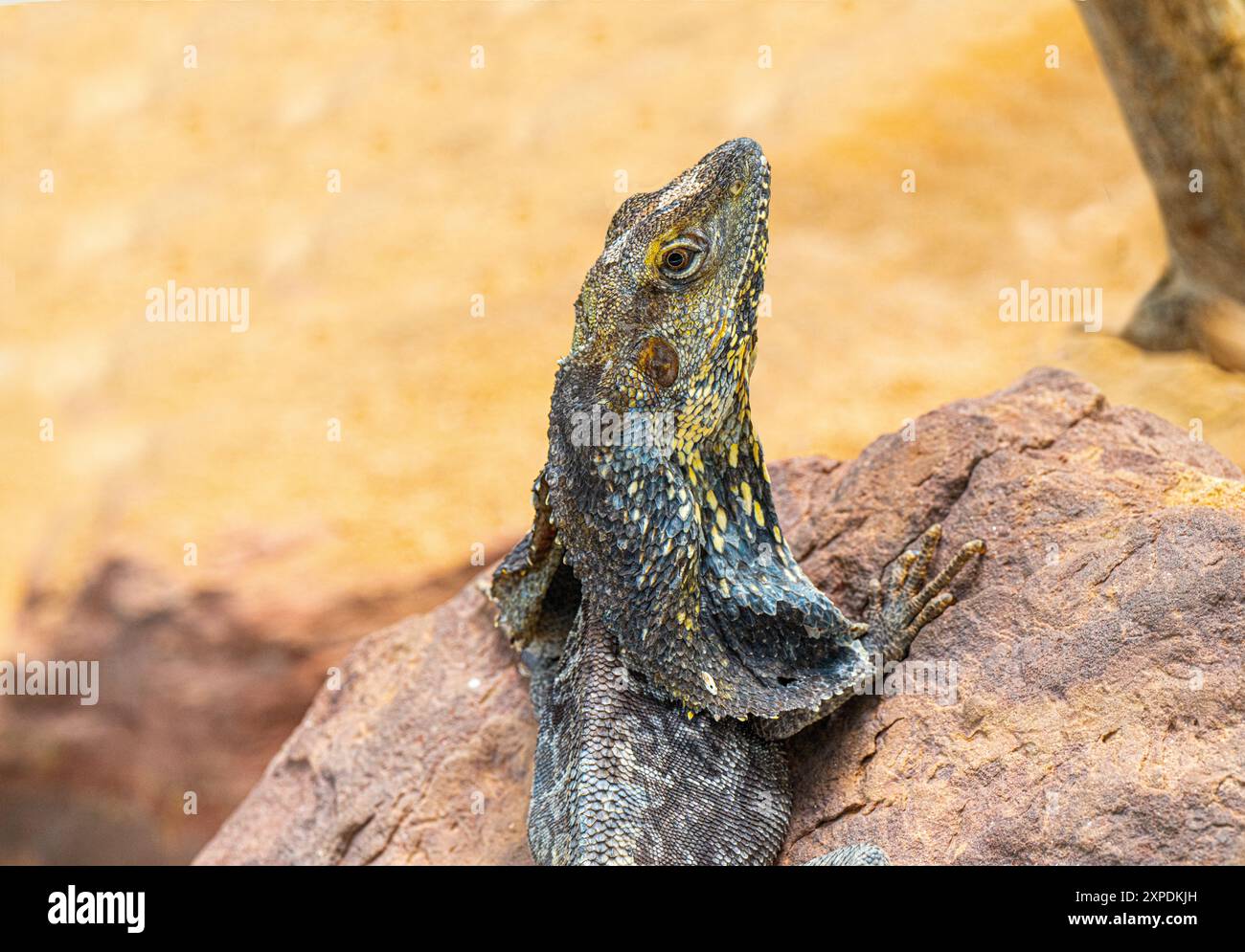 Frilled neck lizard (Chlamydosaurus kingii) Stock Photo