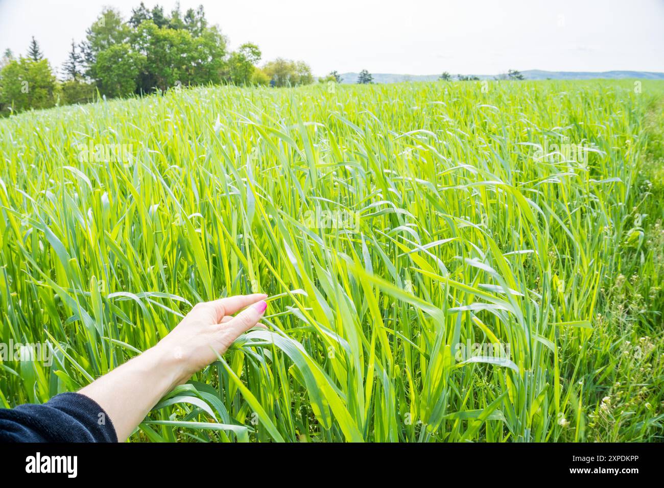 Farmer woman walks through hi-res stock photography and images - Alamy