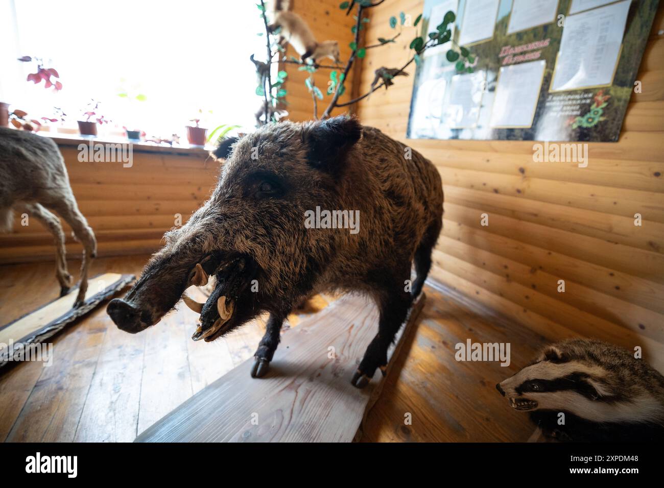 a-taxidermy-stuffed-a-boar-stock-photo-alamy