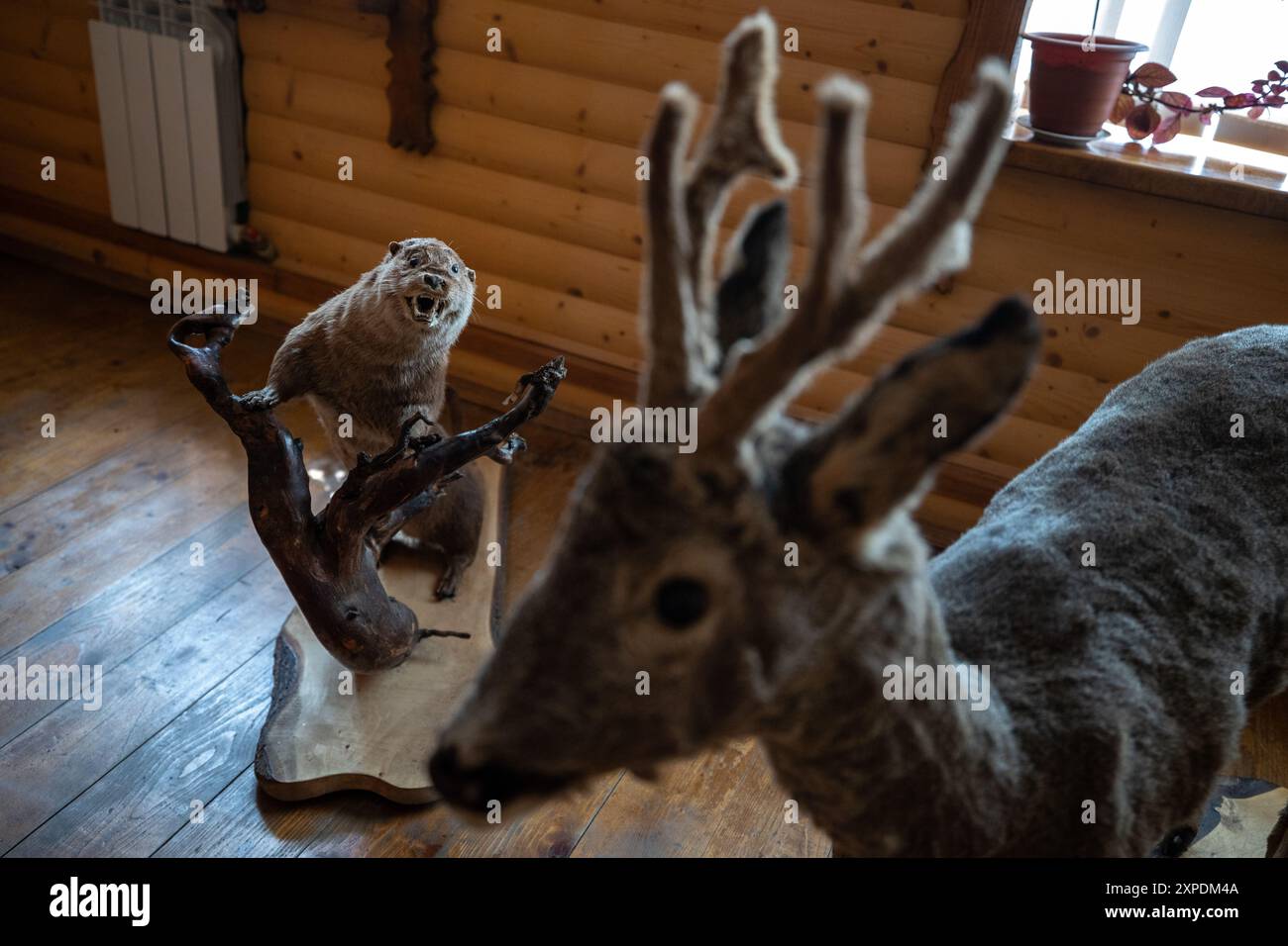 A taxidermy stuffed otter and a roedeer. Stock Photo