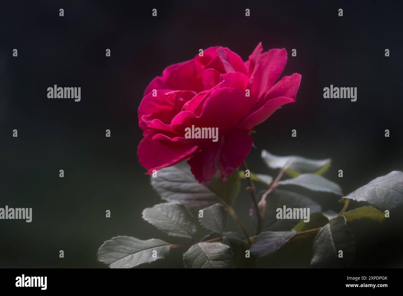 Scarlet red rose hi-res stock photography and images - Alamy