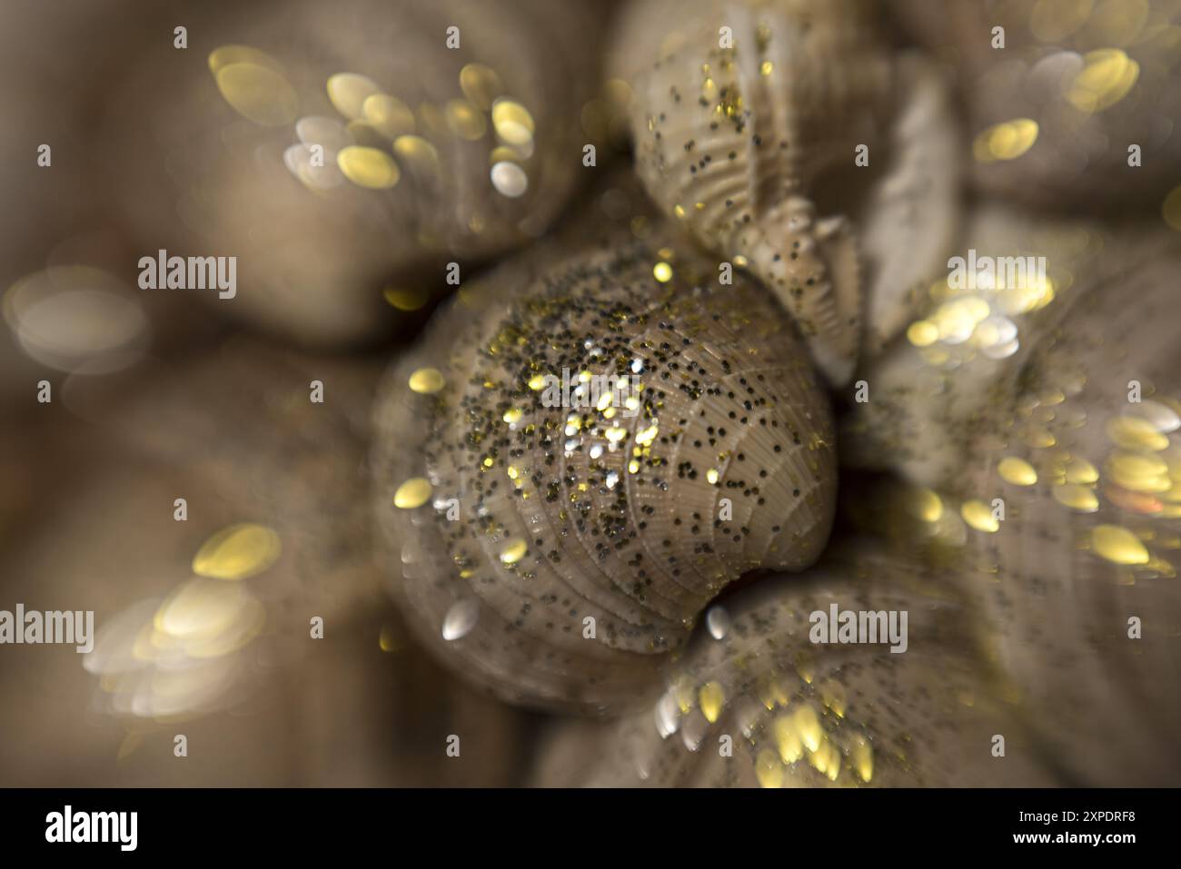 Sea shells pattern for design. Seashells for summer advertising. Marine ...