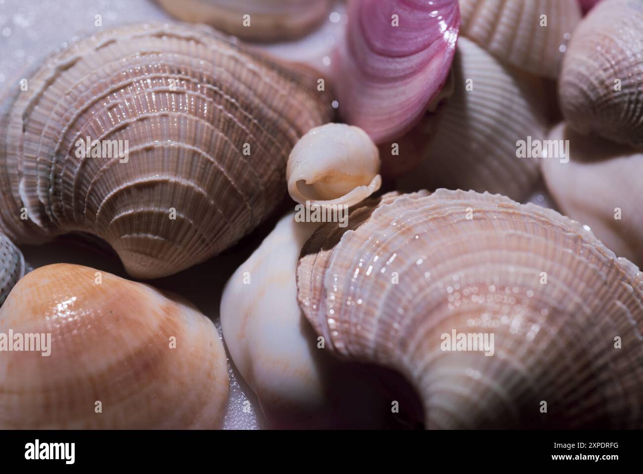 Sea shells background. Marine seashells. Ocean shells. Mollusk shells ...